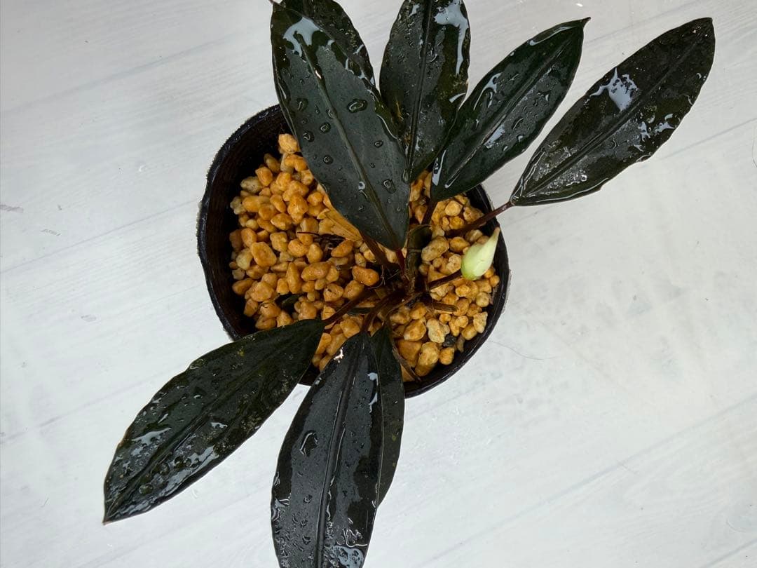 ⭐︎Bucephalandra motleyana 根伏せ苗 中株 /Padawn