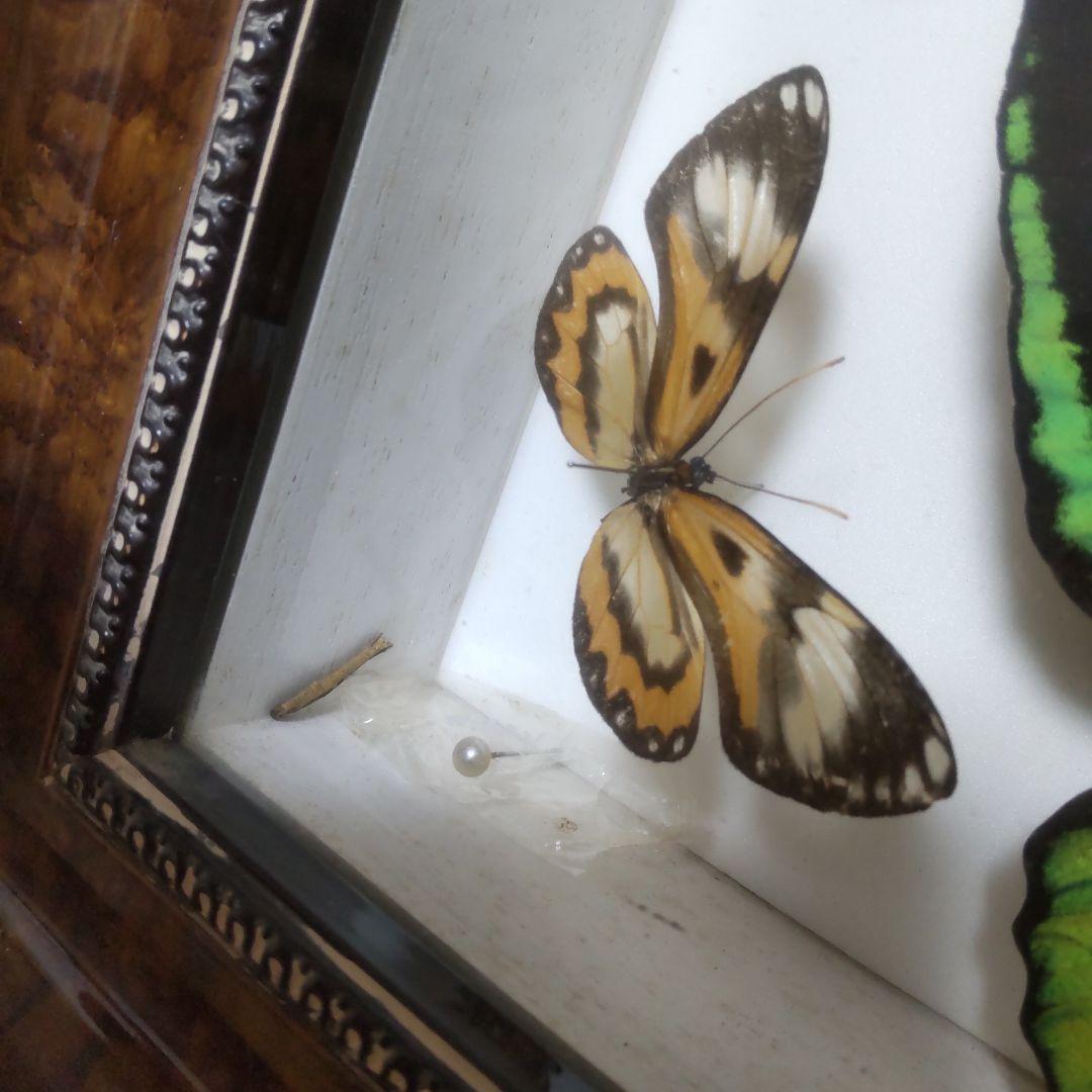 やっちゃん　メガネトリバネアゲハ　スルコウスキーモルフォ蝶　蝶の標本