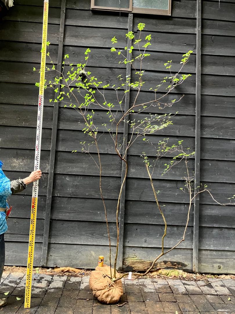 73 山採り　ミツバツツジ