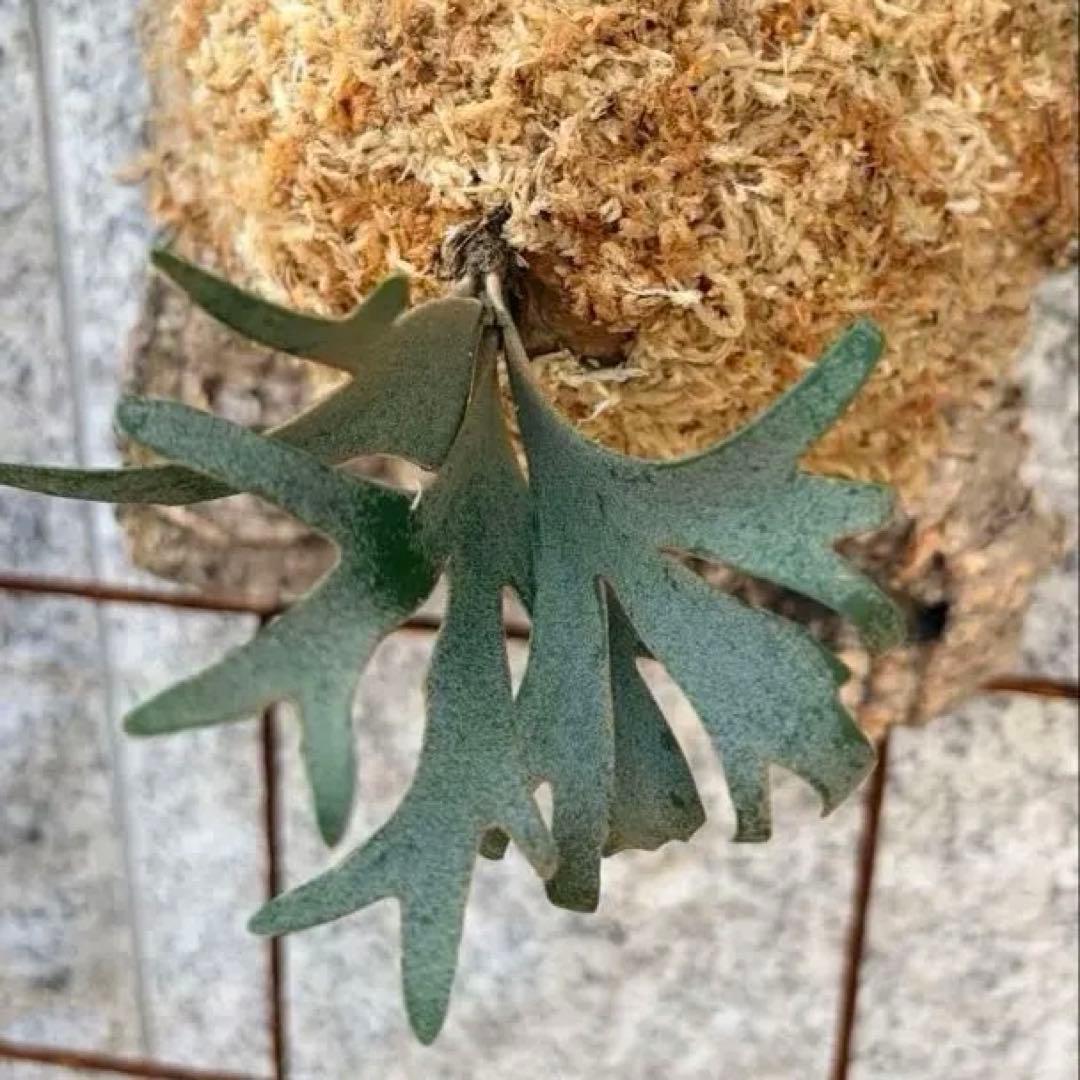 ◎金童 spore株 出品◎