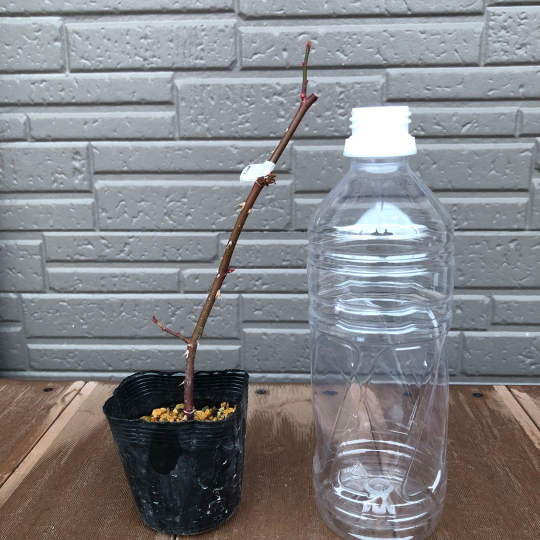 ＊ひろりん様確認用＊ピンクのバラ苗　ばら苗　挿し木苗　薄ピンク