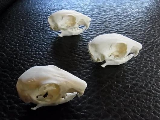 高品質 ケープアラジゲリスの頭骨