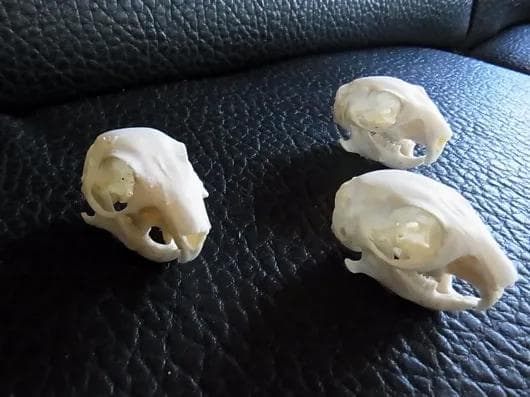 高品質 ケープアラジゲリスの頭骨