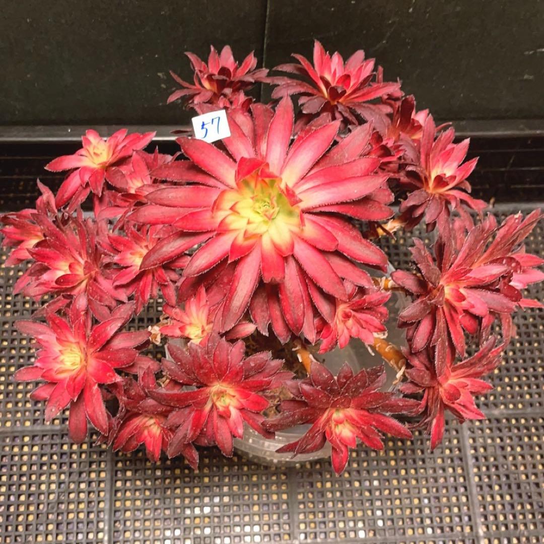 57#多肉植物❤️アエオニウム錦❤️朱雀錦❤️1大頭19小頭28cm拔き苗