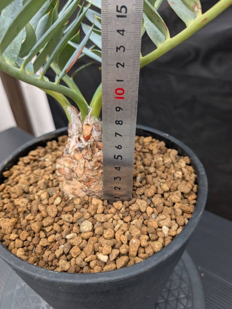 エンセファラルトス ホリダス 葉性最高 かわいい幹サイズ