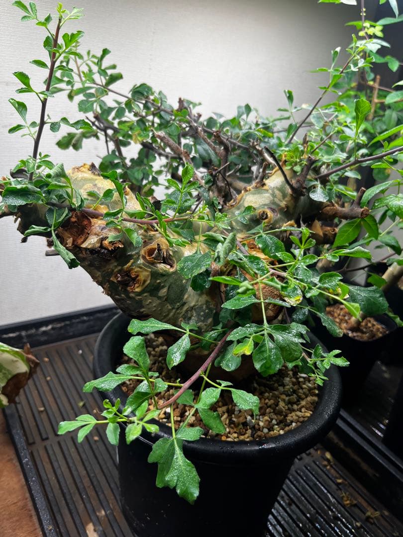 コミフォラカタフ　ソマリア産