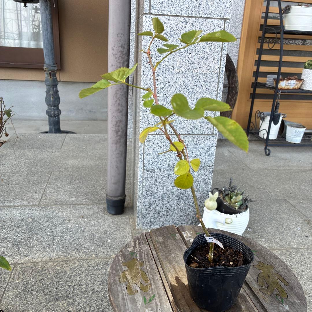 バラ苗　購入前にコメント