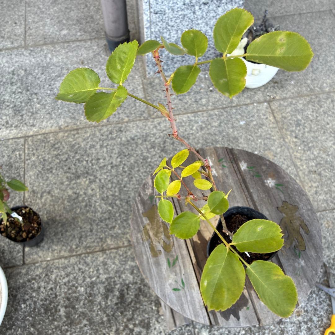 バラ苗　購入前にコメント
