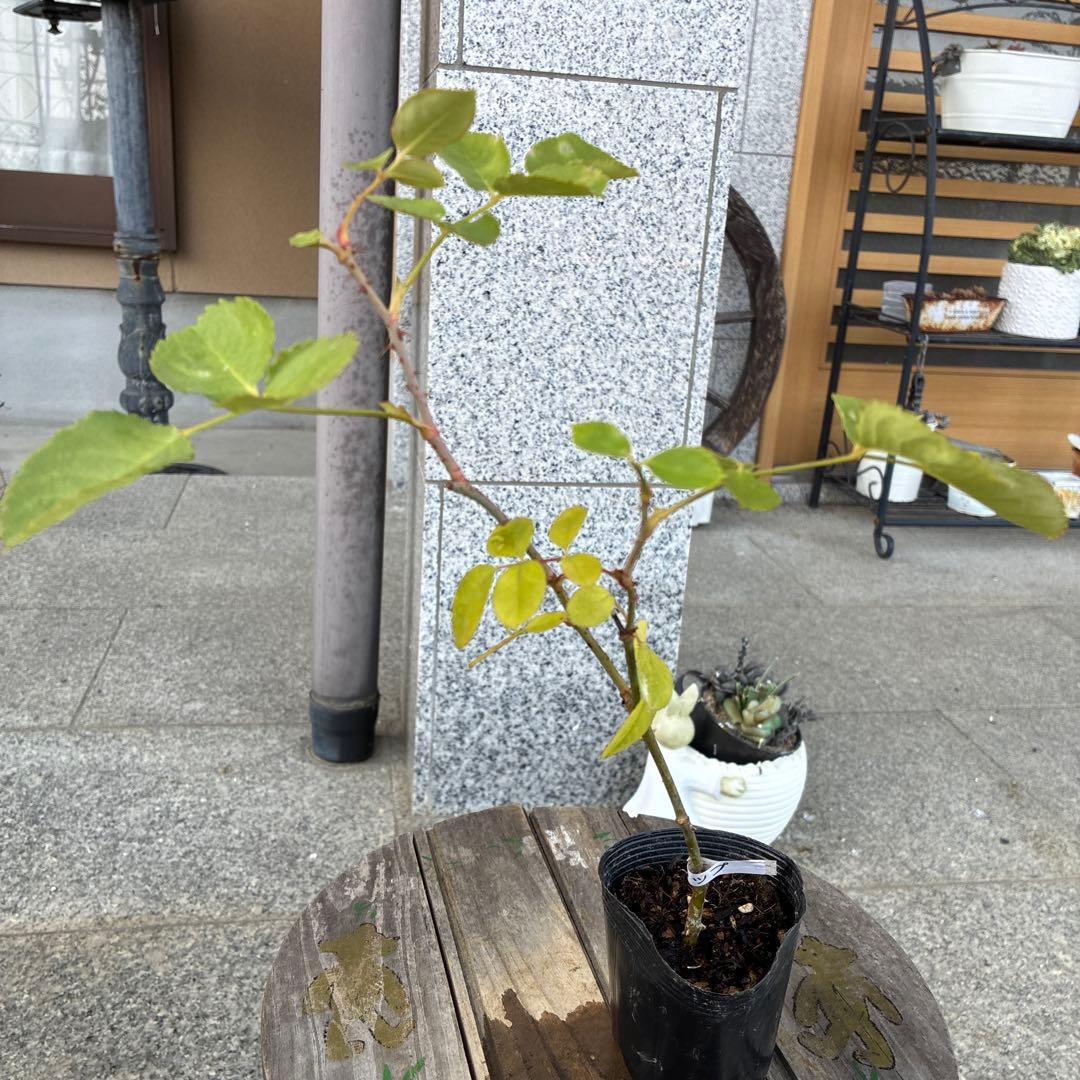 バラ苗　購入前にコメント