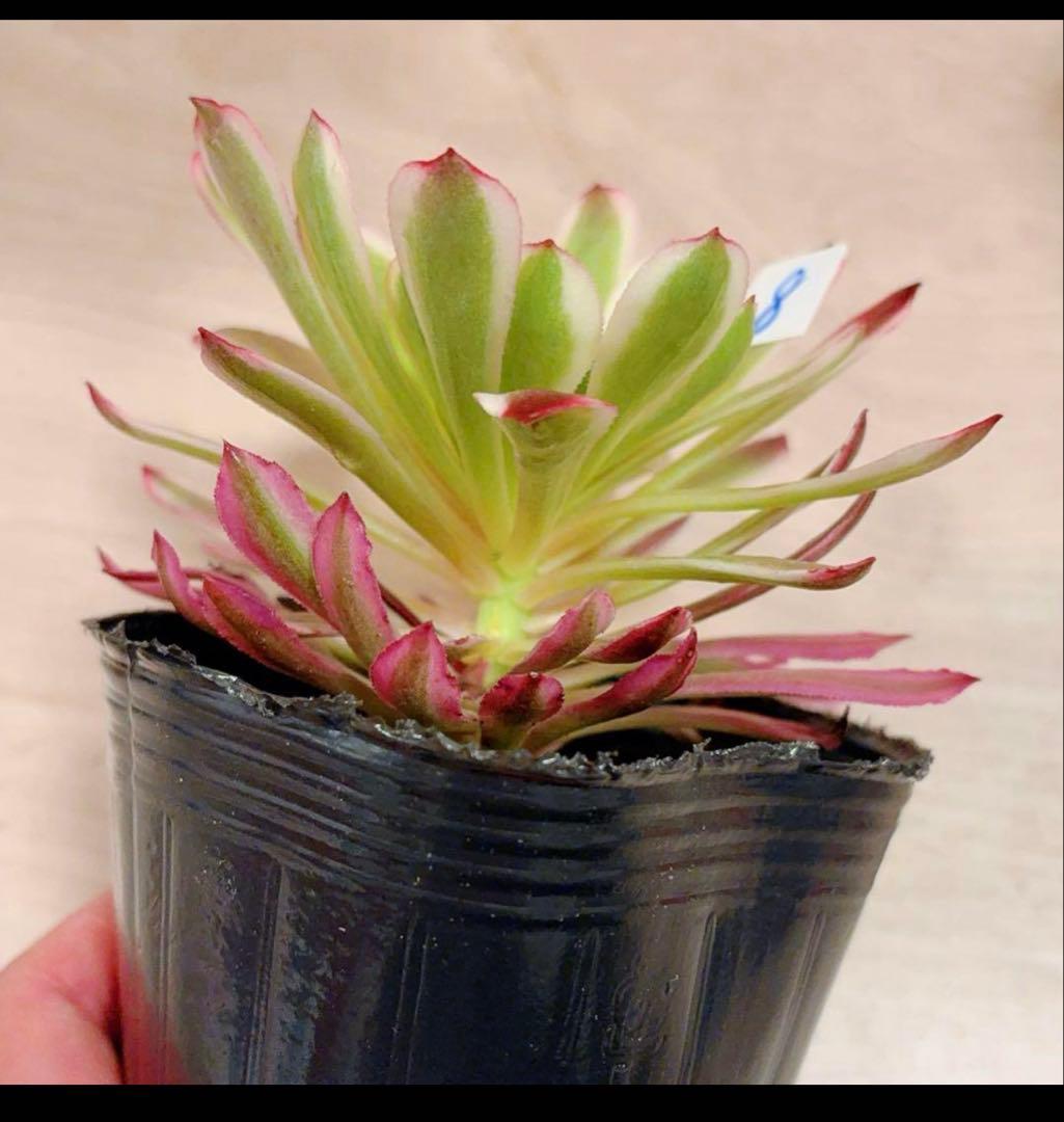 多肉植物アエオニウム錦❤️ 皺葉仙墨 ❤️1大頭11-12cm拔き苗