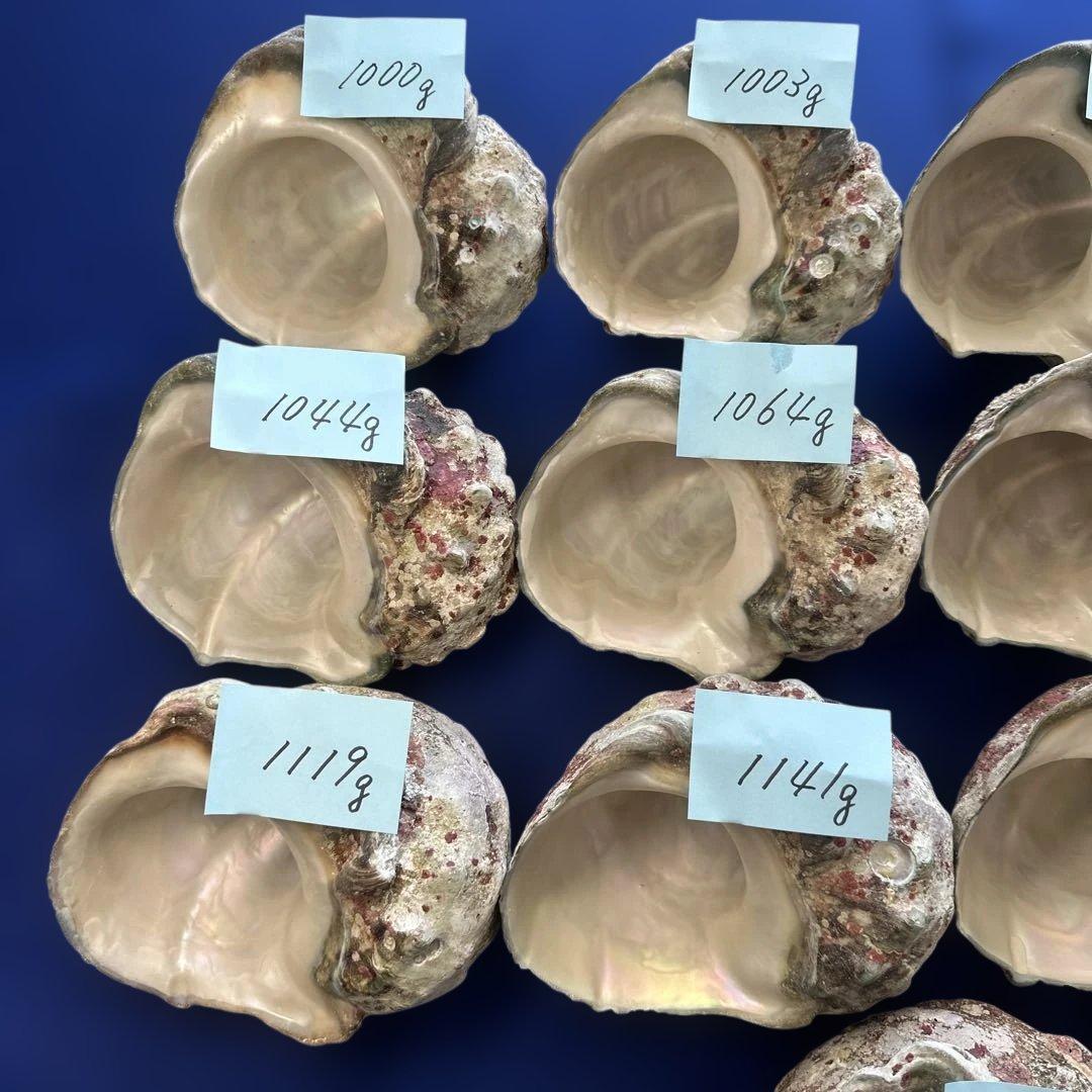 大型夜光貝　ヤコウ貝　まとめ売り　17個　　　18、7kg アクセサリー　ルアー