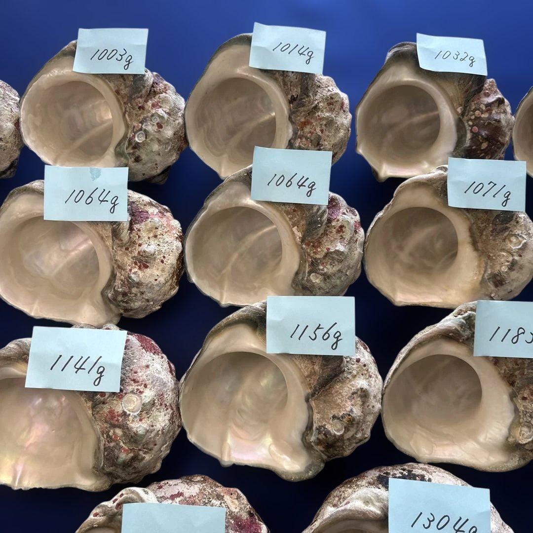 大型夜光貝　ヤコウ貝　まとめ売り　17個　　　18、7kg アクセサリー　ルアー