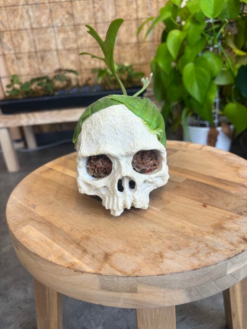 ビカクシダ リドレイ　頭蓋骨型プランター