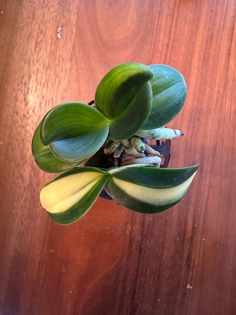 【 名護蘭 】明丸縞2個セット　365