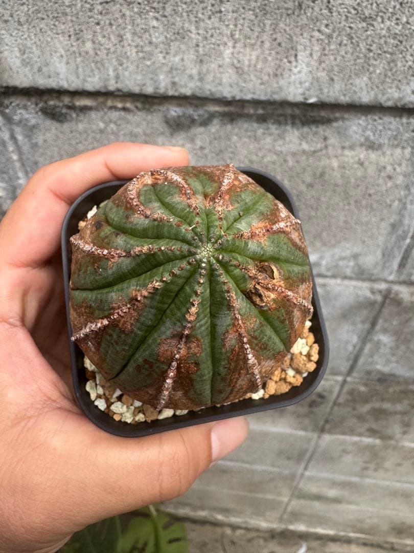 オールドオベサ　9陵