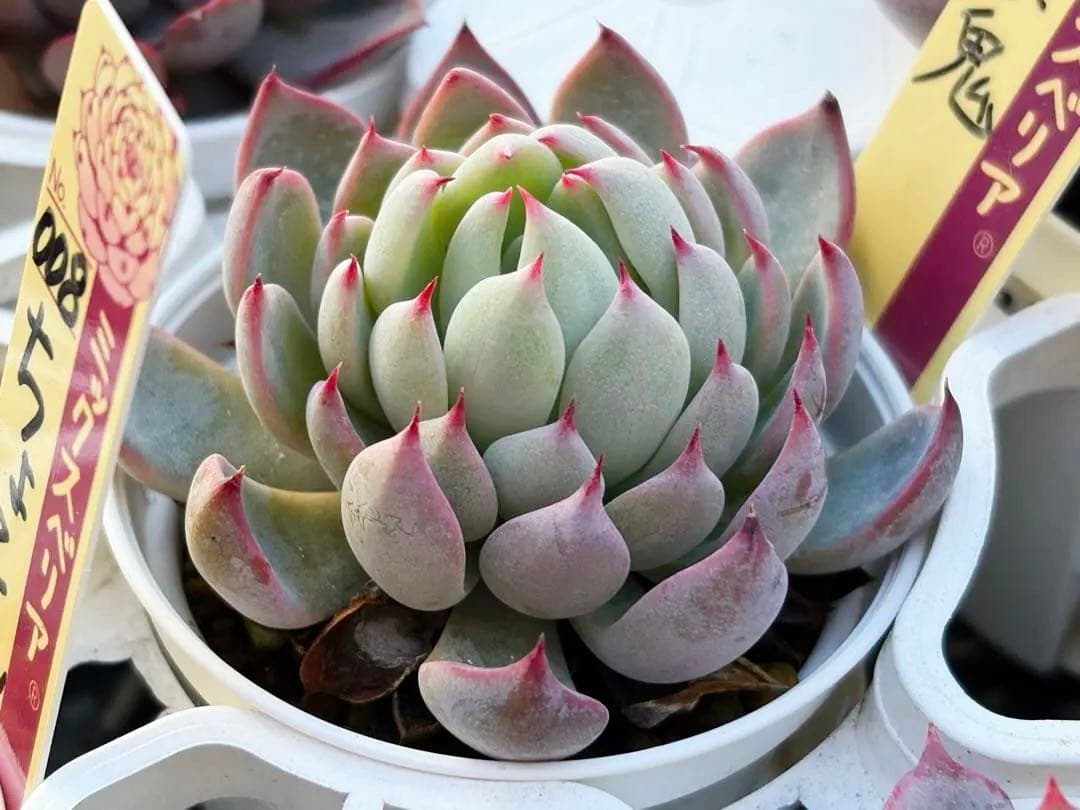 ＊ぽぽ＊さま専用 おらいさん苗30個セット　ミックスベリア　エケベリア多肉