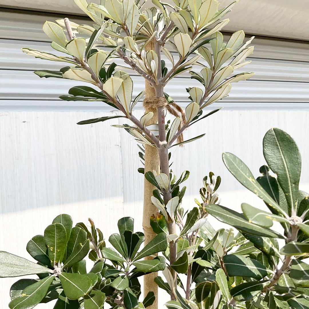 バンクシアコースト　/176