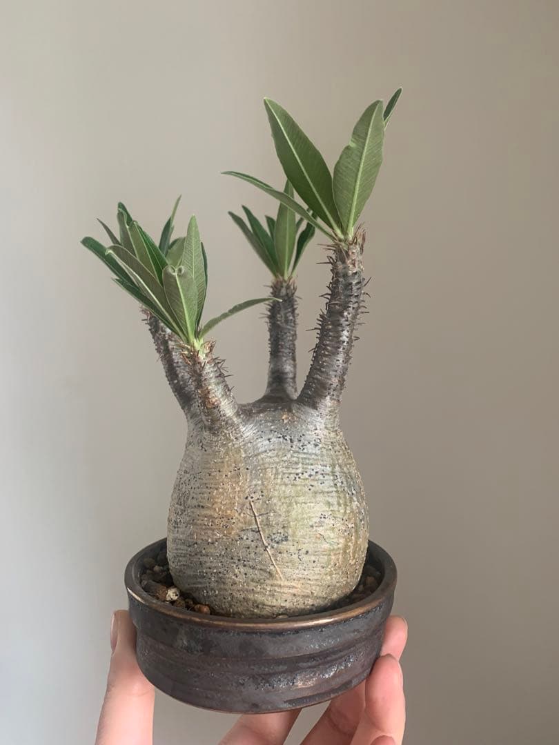 【良型】パキポディウムグラキリス　現地球　発根済　たけろうポット植え込み