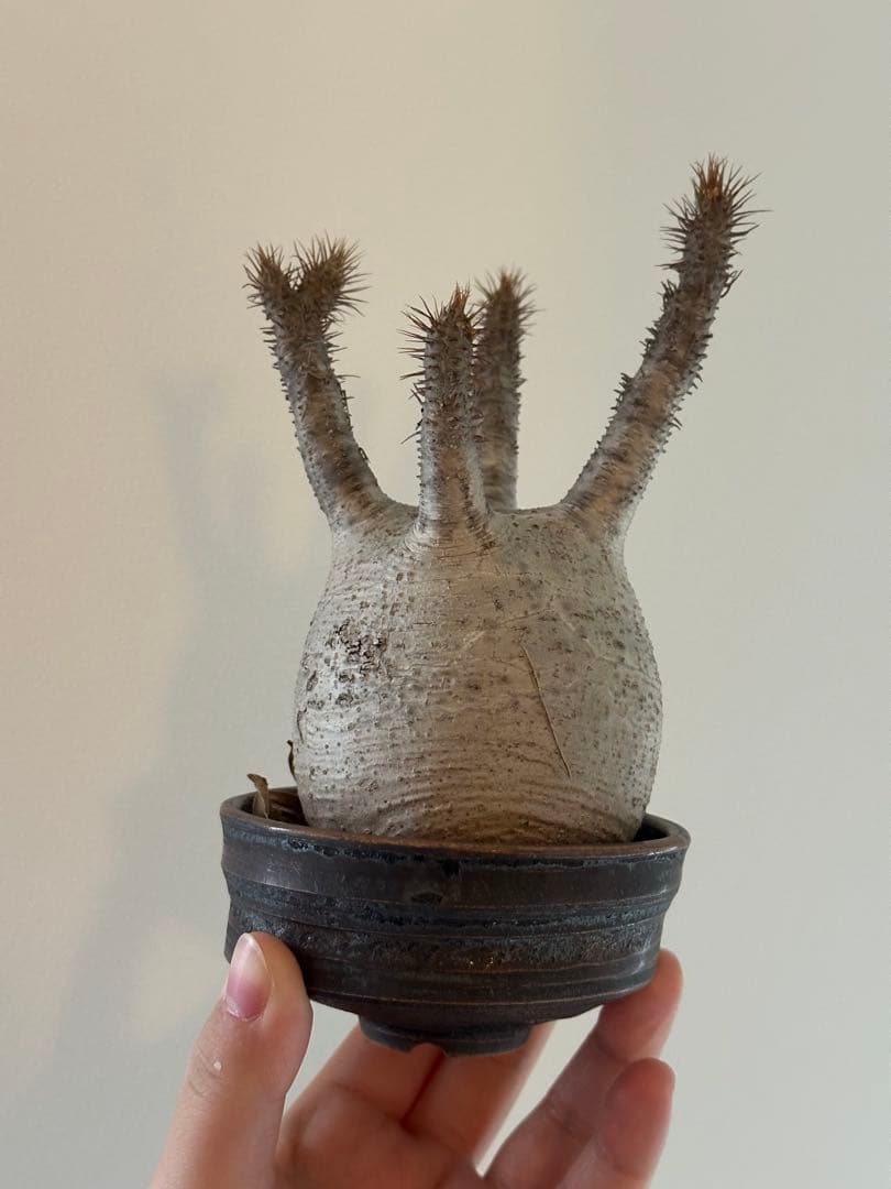 【良型】パキポディウムグラキリス　現地球　発根済　たけろうポット植え込み