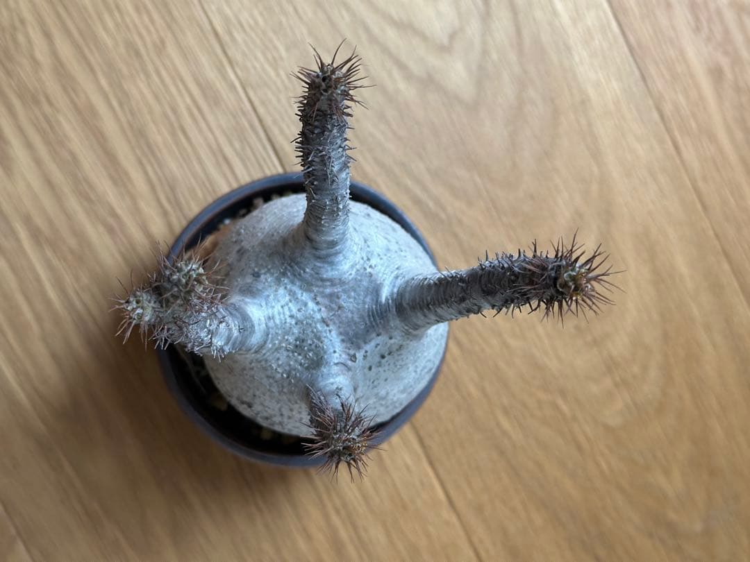 【良型】パキポディウムグラキリス　現地球　発根済　たけろうポット植え込み