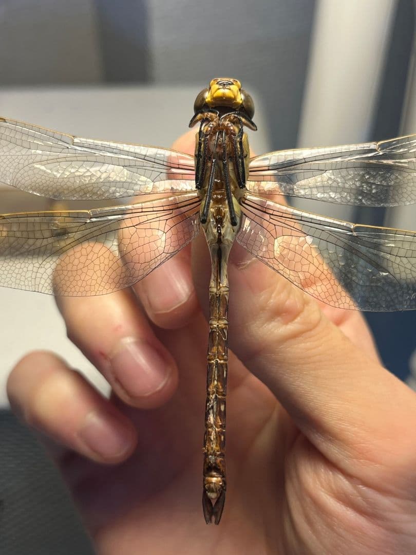 ギンヤンマ 昆虫標本ヘビトンボカマキリマンティス トンボ オニヤンマ 蜻蛉