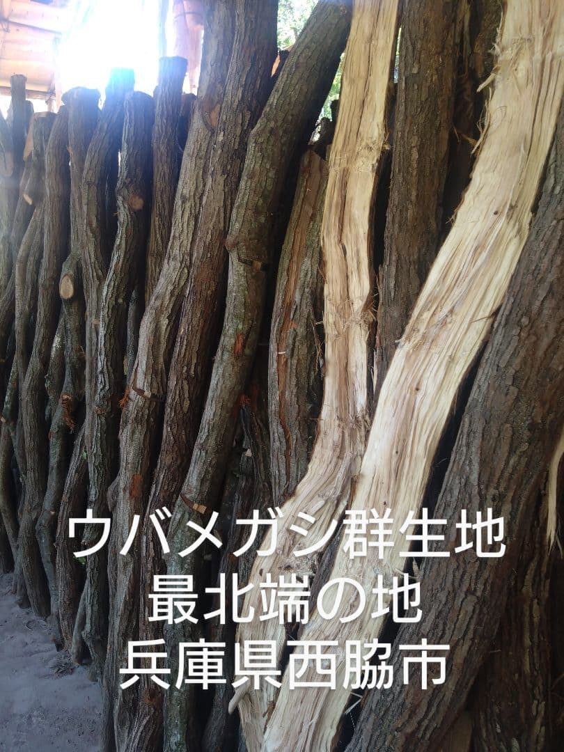 するめいか 丸物２２キロ