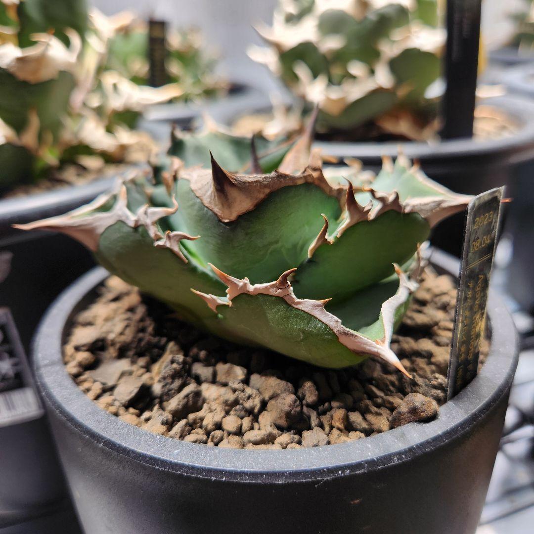 345＊コレクション株＊【1.4写真更新】アガベオテロイ 実生