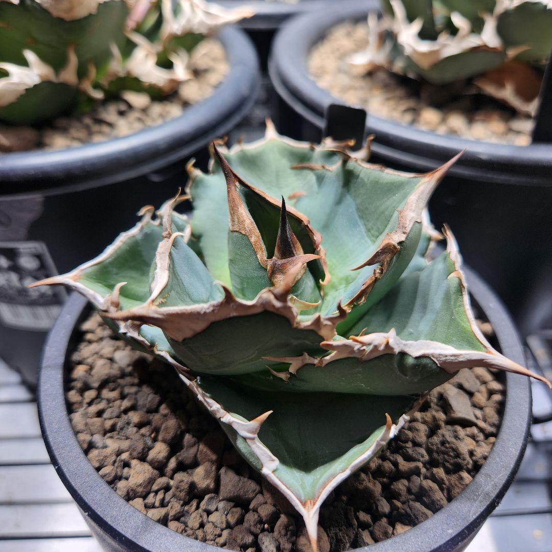 345＊コレクション株＊【1.4写真更新】アガベオテロイ 実生