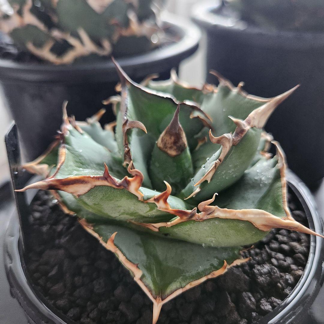 345＊コレクション株＊【1.4写真更新】アガベオテロイ 実生