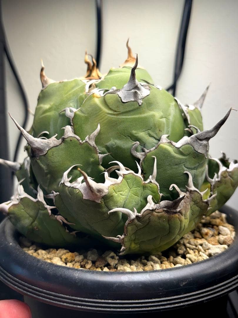 アガベ　チタノタ　白鯨　大株　D