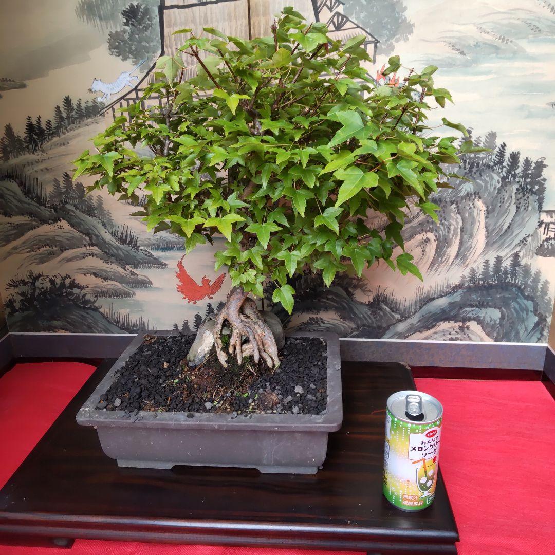 P*)様 石付きカエデ盆栽