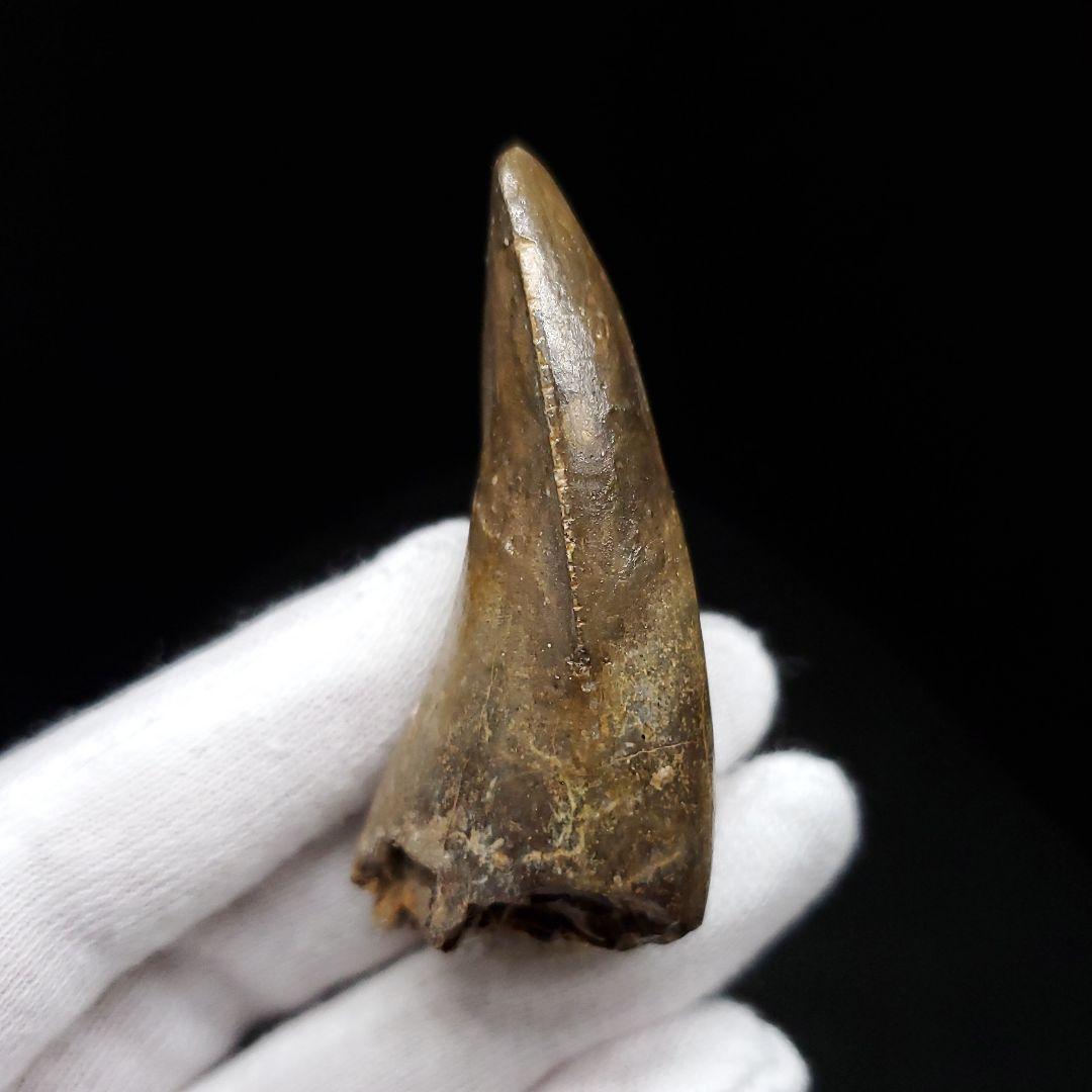 貴重 ラザナンドロンゴベ 歯 化石 マダガスカル産 56.72mm fr107