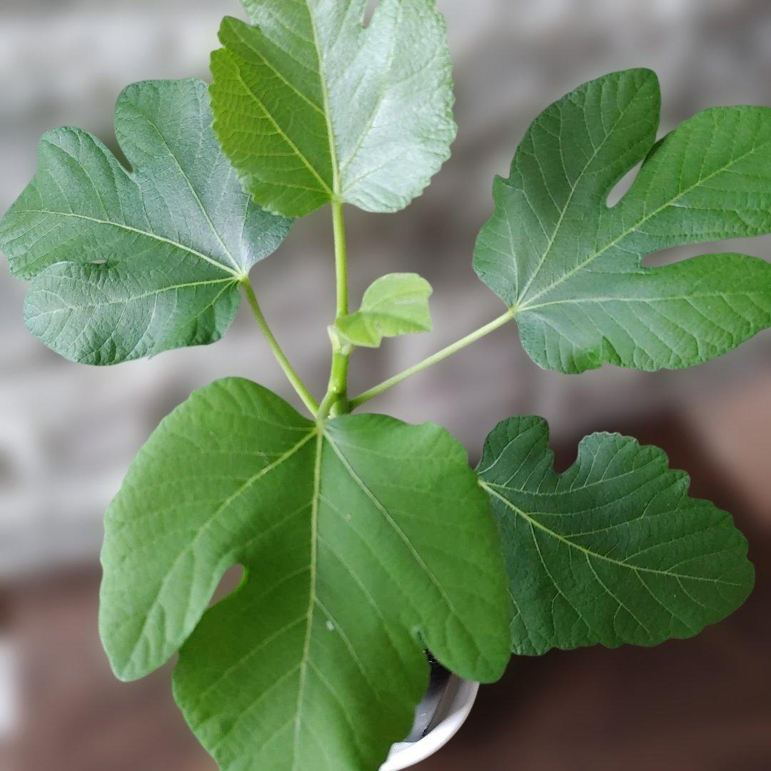 イチジク挿木苗 White Lebanese