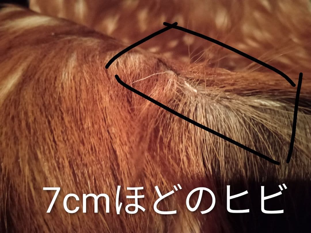 天然日本鹿　夏毛　袖付きラグ