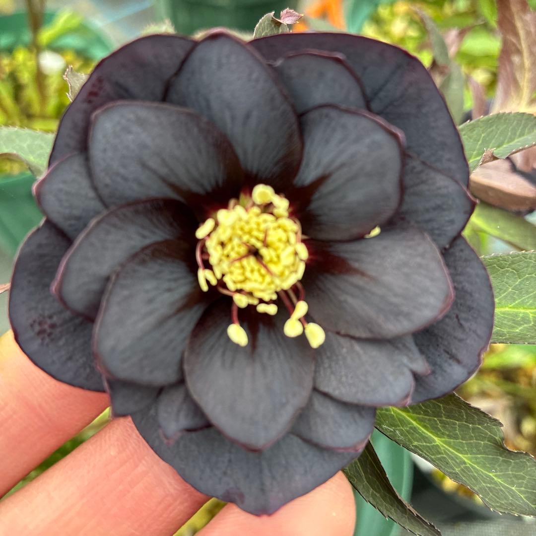 クリスマスローズ　ブラックフラッシュ　７寸