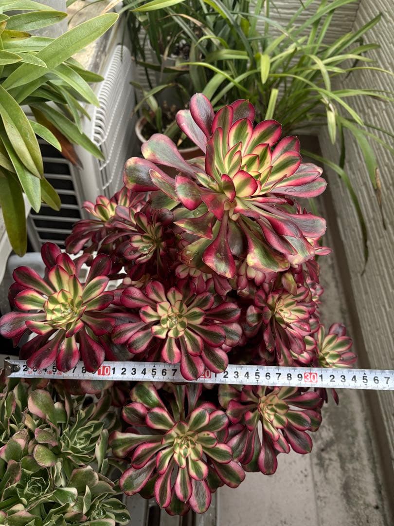 アエオニウム　シャネル法師錦大株