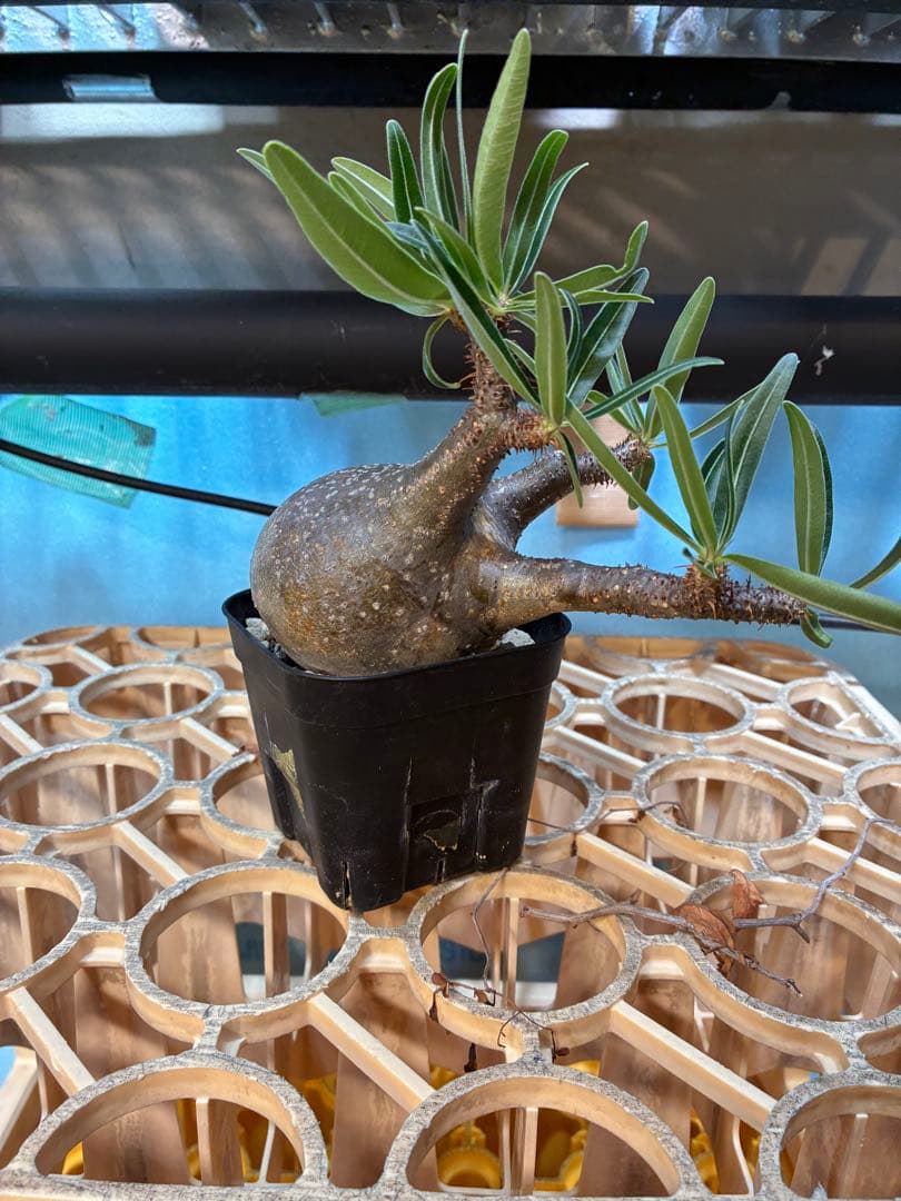 パキポディウム グラキリス　　【現地球】 発根済　良型