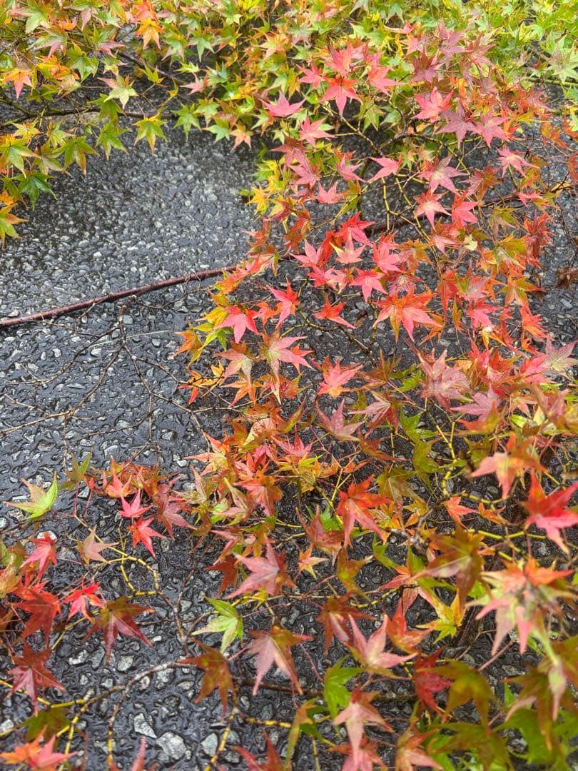 紅葉紅葉