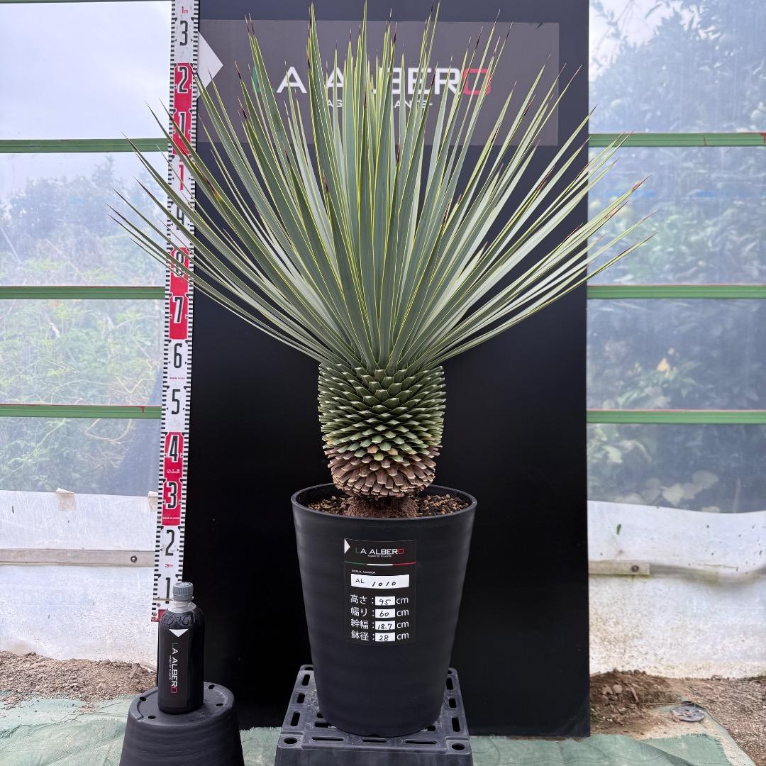 【AL1010】ユッカ　ロストラータ　シルバーブルー個体　美形