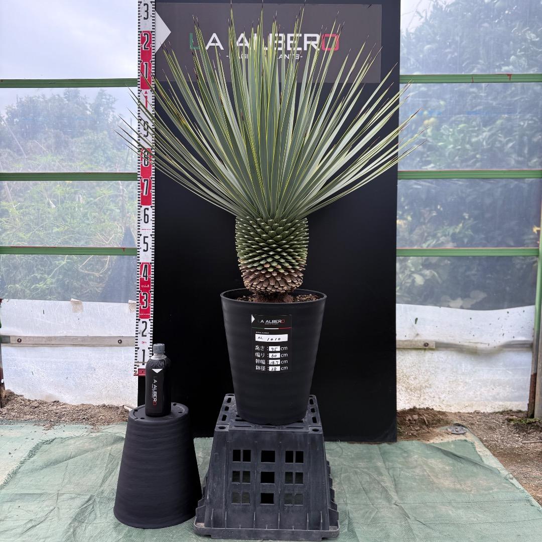 【AL1010】ユッカ　ロストラータ　シルバーブルー個体　美形