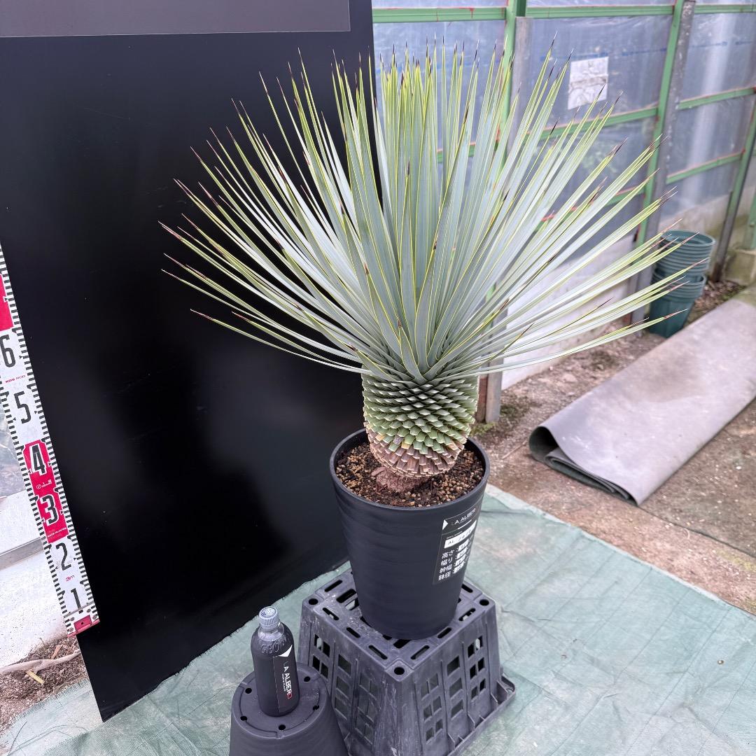 【AL1010】ユッカ　ロストラータ　シルバーブルー個体　美形