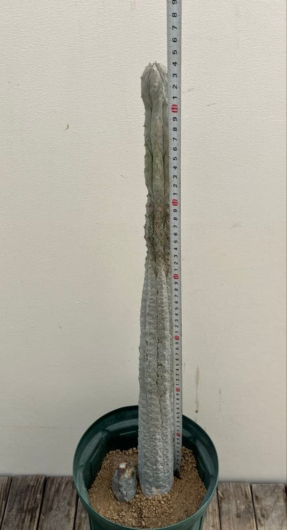 ユーフォルビア　アブデルクリ　超大株