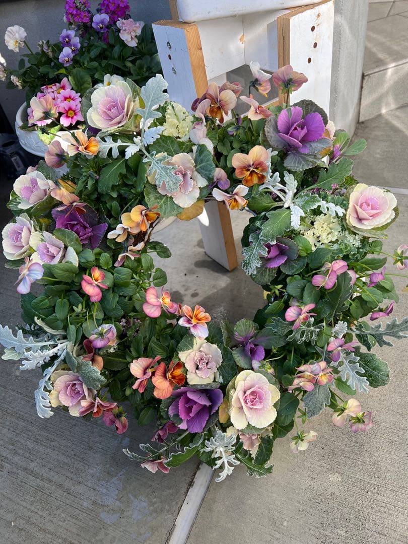 ビオラのリース