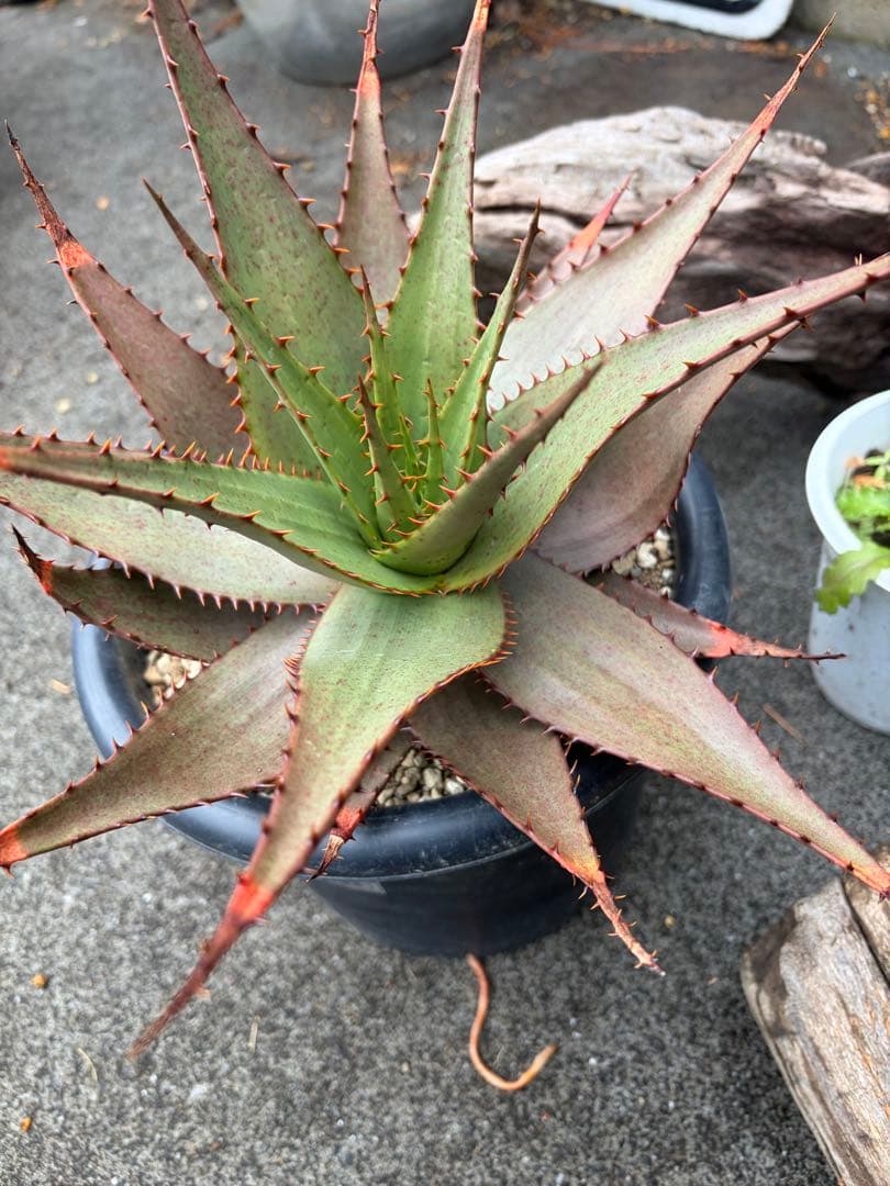 耐寒性アロエ　ブローミー　ブルーミー大株ドライガーデン　サボテン　アガベ ユッカ