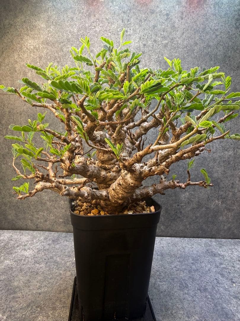 センナ　メリディオナリス　海外実生　発根済み　359