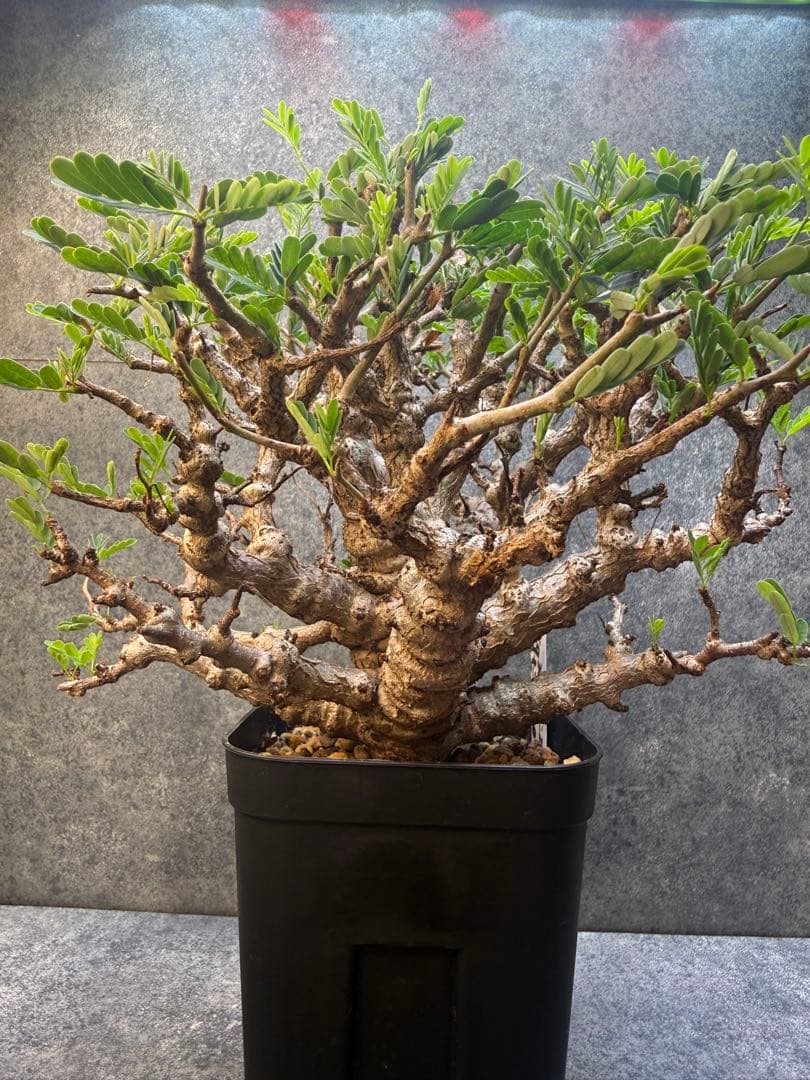 センナ　メリディオナリス　海外実生　発根済み　359