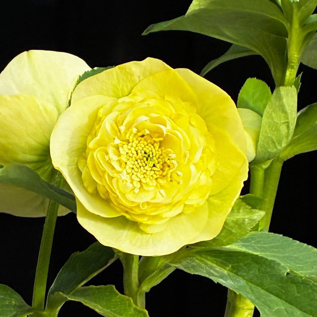 ム*ク様 3557☘️蕾花タグ付☘️2026年NO1☘️極上☘️⭐️モーリー⭐️