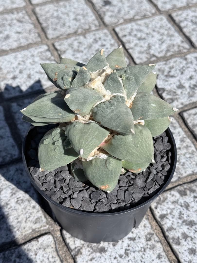 アリオカルプス花牡丹カリフラワー 台付き