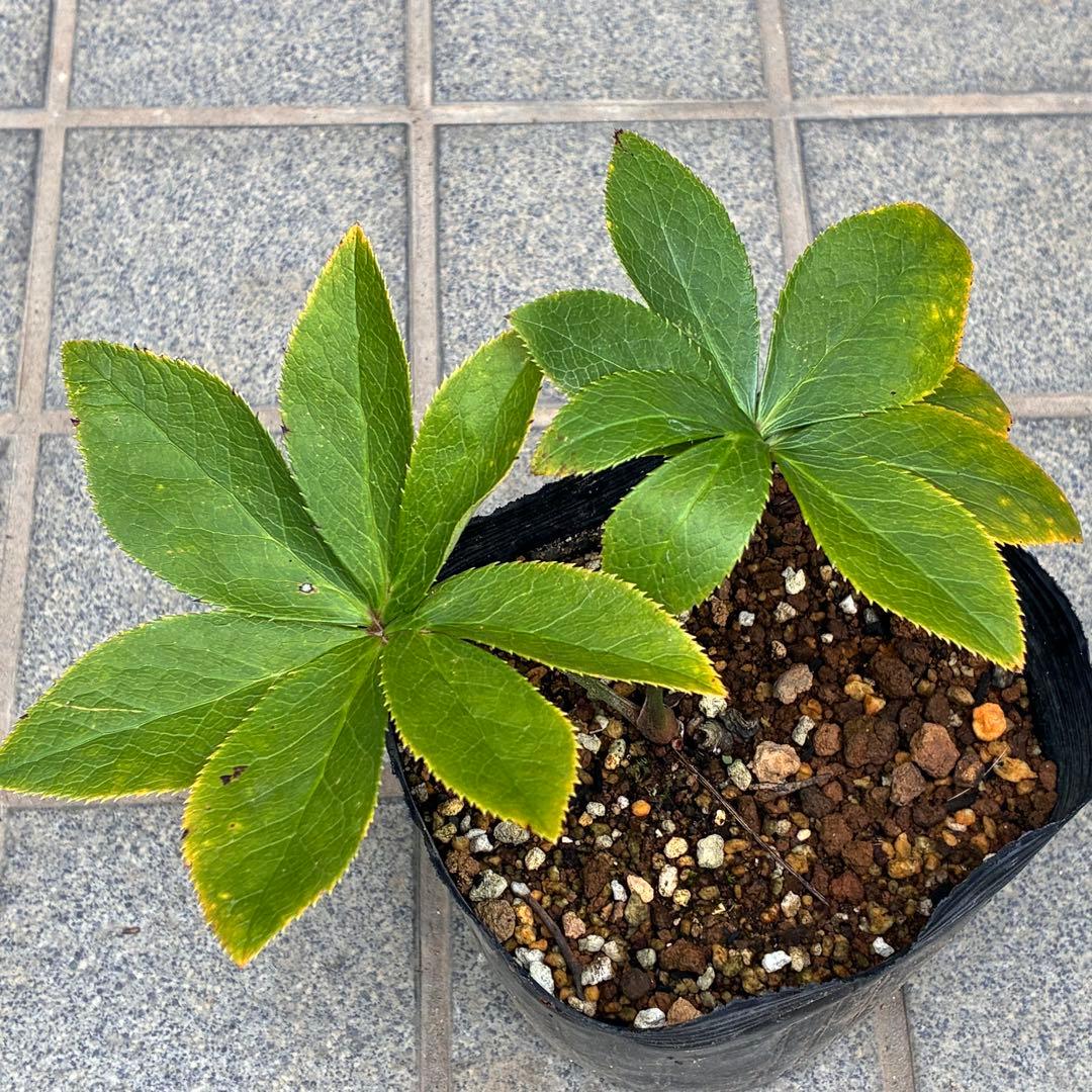 ヒ*ロ様 ❤️プクプク新芽❤️121⭐️極上⭐️【ソレイユ】クリスマスローズ