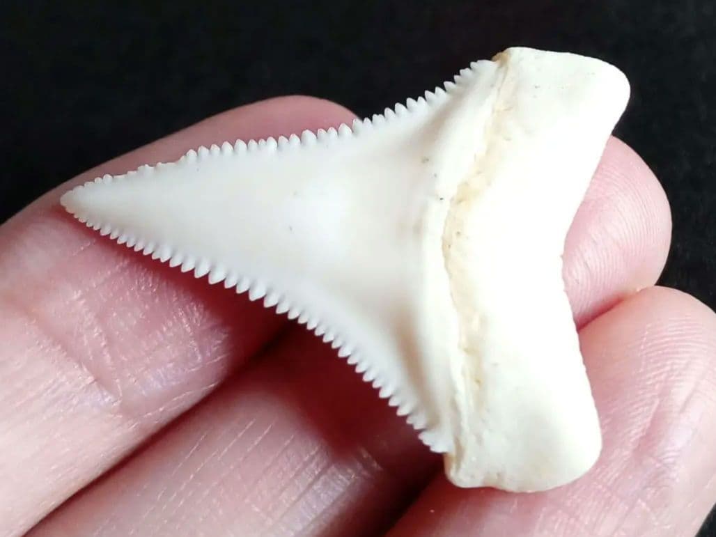 サメの歯　ホホジロザメ　現生種　美麗歯　希少標本